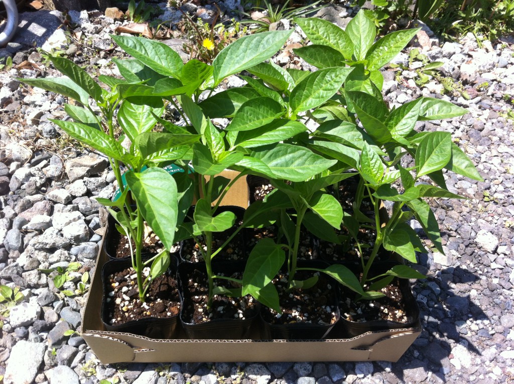 植え付け用のピーマンの苗