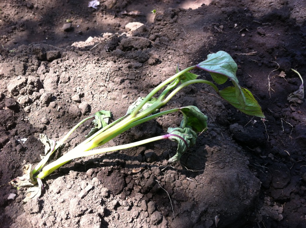 さつまいもの苗の植え付け（5月上旬）