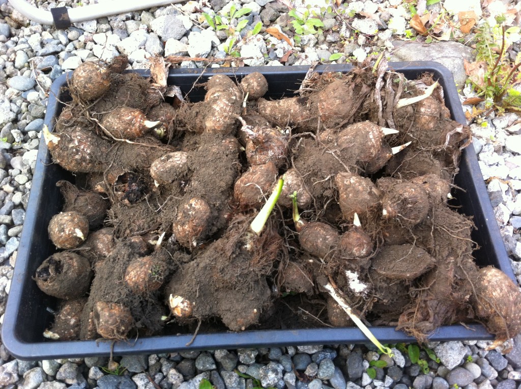 未収穫の里芋を種芋にする（5月上旬）
