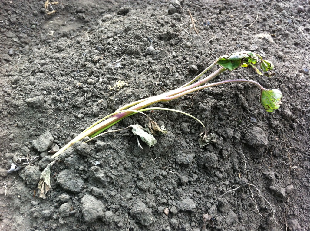 瀕死状態のさつまいもの苗（5月上旬）