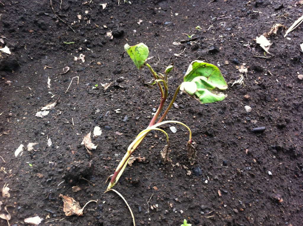 活着したさつまいもの苗