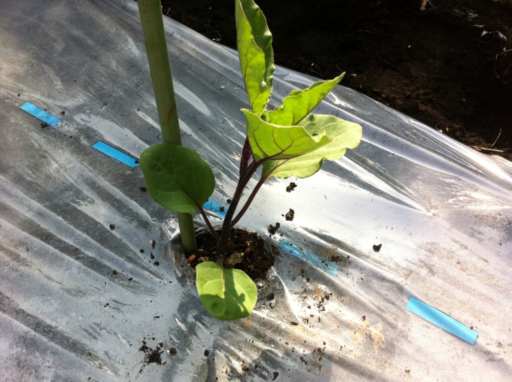 なすの苗の植え付け①（5月中旬）