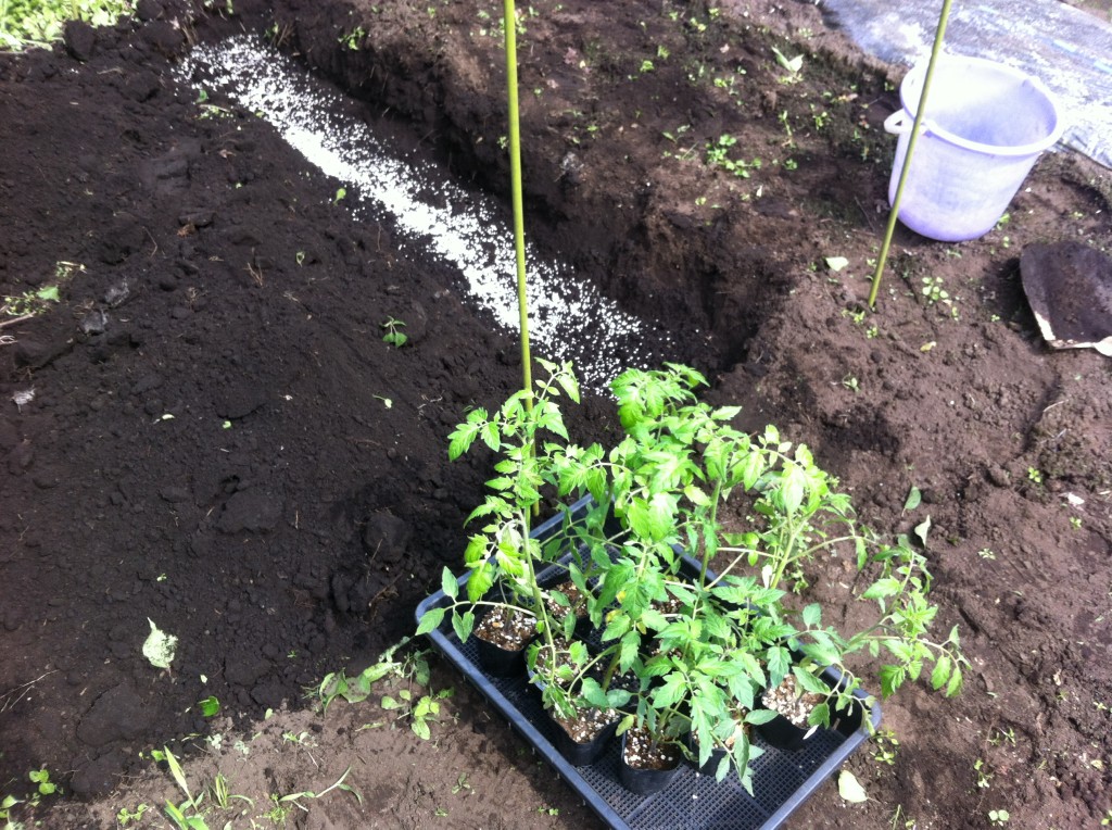 トマトの苗の植え付け（5月下旬）