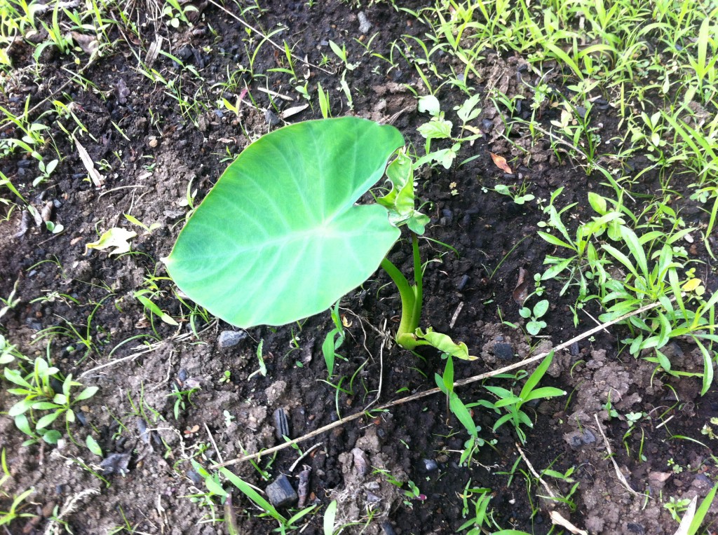 成長し始めた里芋