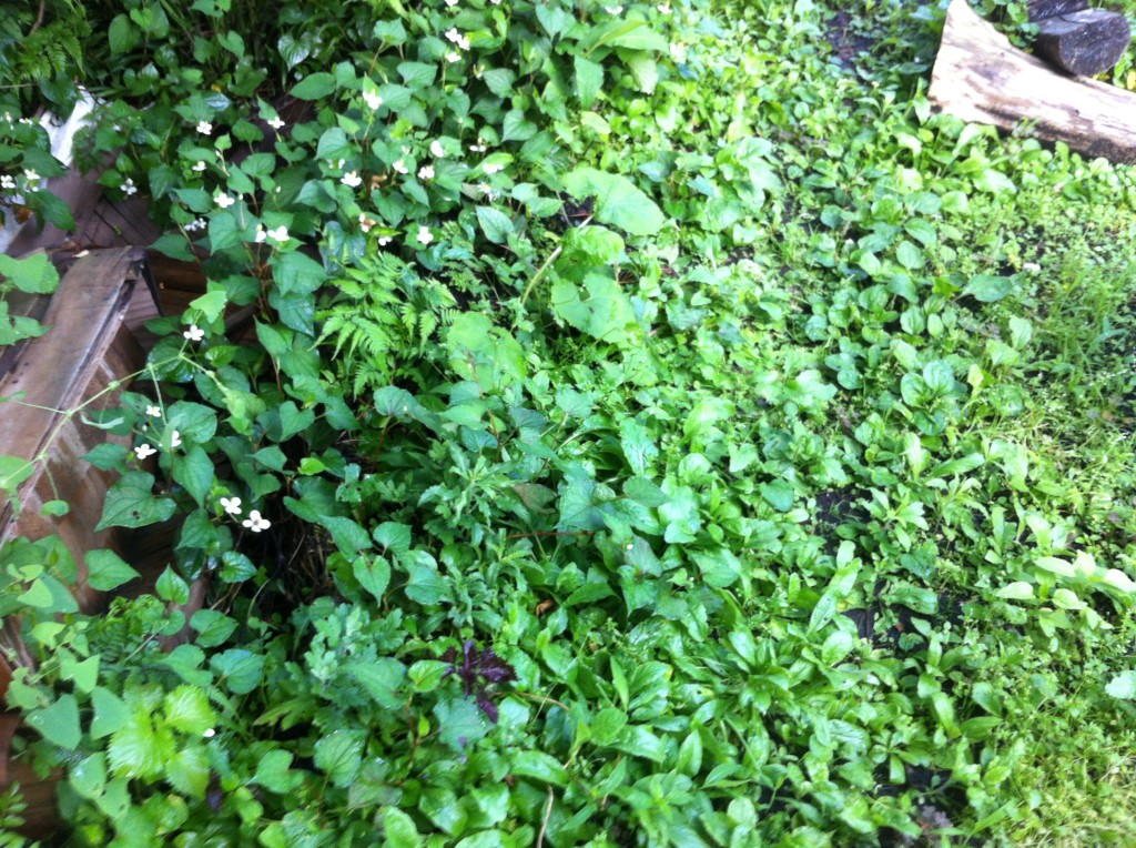 梅雨の時期の雑草①