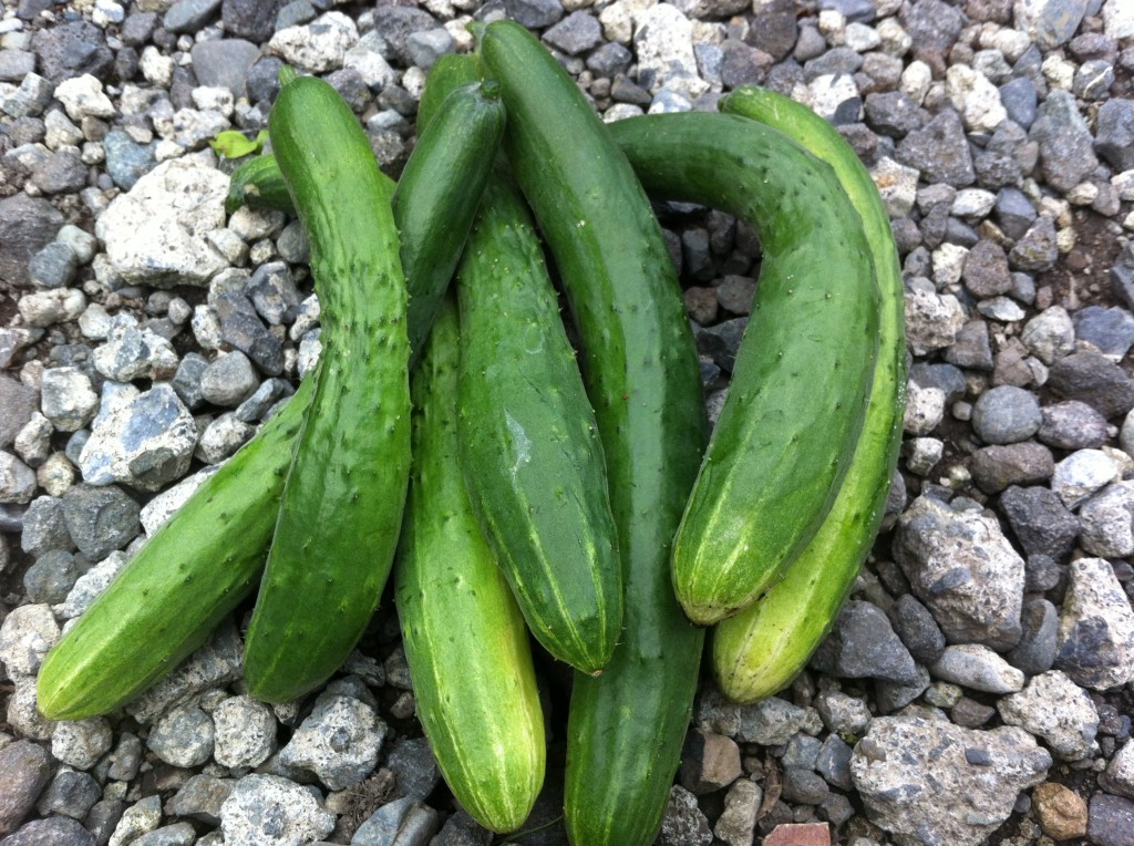 きゅうりの初収穫（6月下旬）