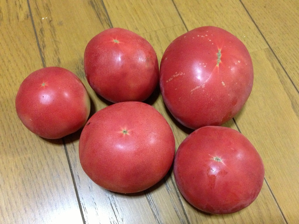 初収穫したトマト（7月下旬）