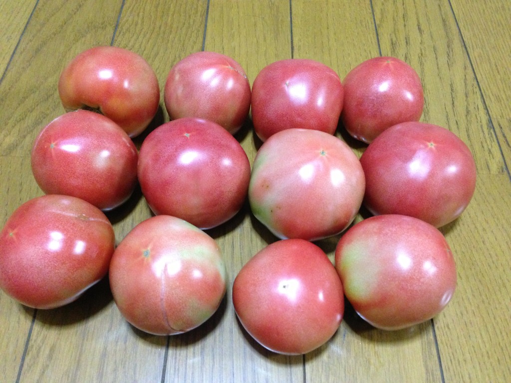 収穫したトマト（8月下旬）
