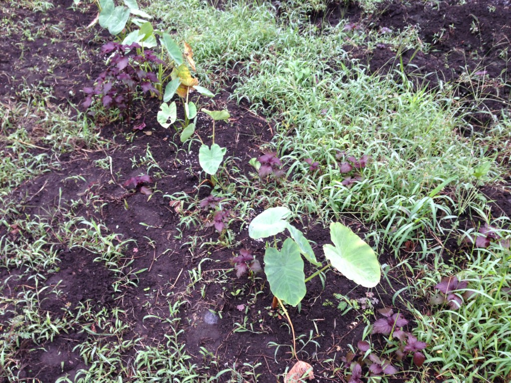 畑に植え付けた里芋①（8月下旬）