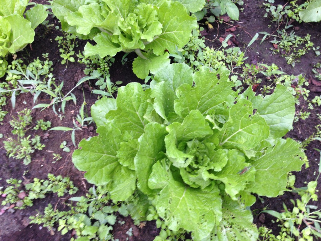 直播きの白菜の生育状況（10月上旬）