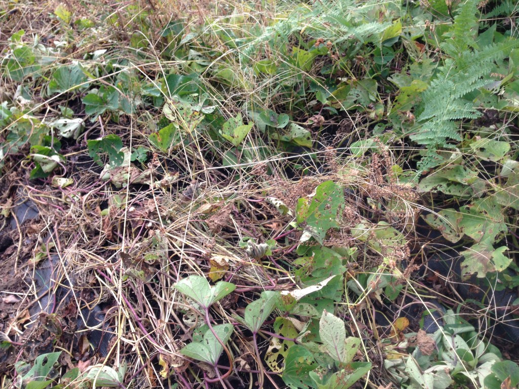さつまいもの収穫①（11月中旬）
