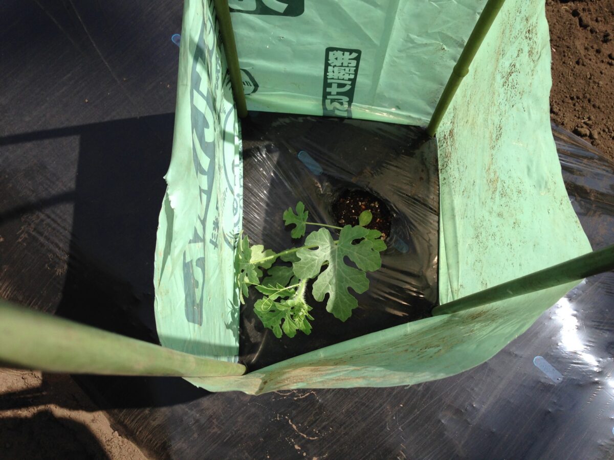すいかの苗の植え付け①（5月4日）