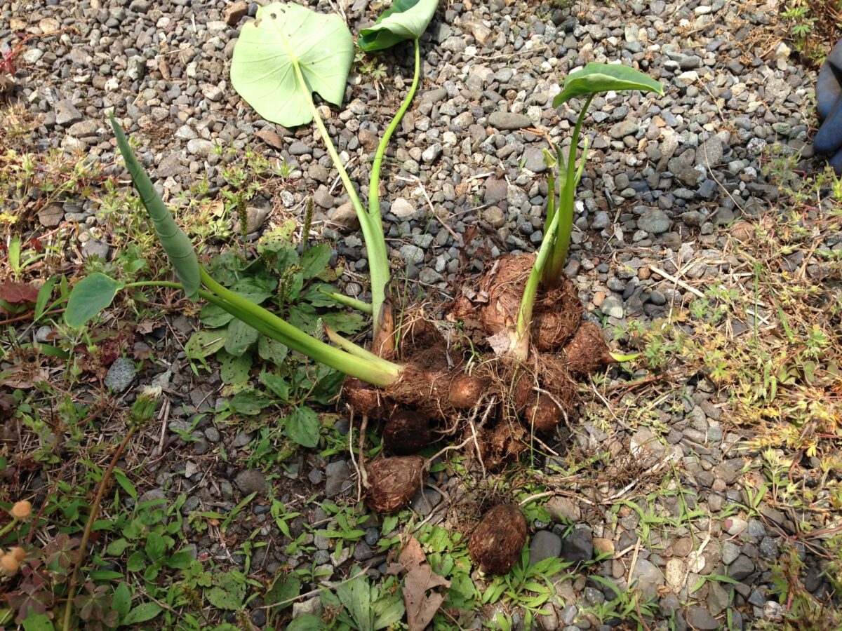 里芋の種芋を発見①（5月下旬）