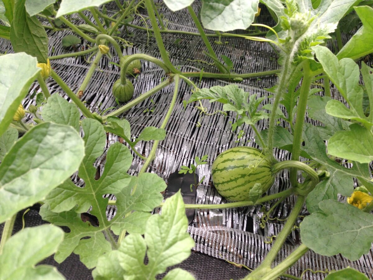 すいかの玉が沢山生育中①（6月22日）