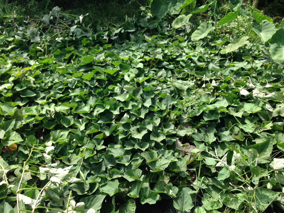 さつまいもの生育状況①（8月9日）