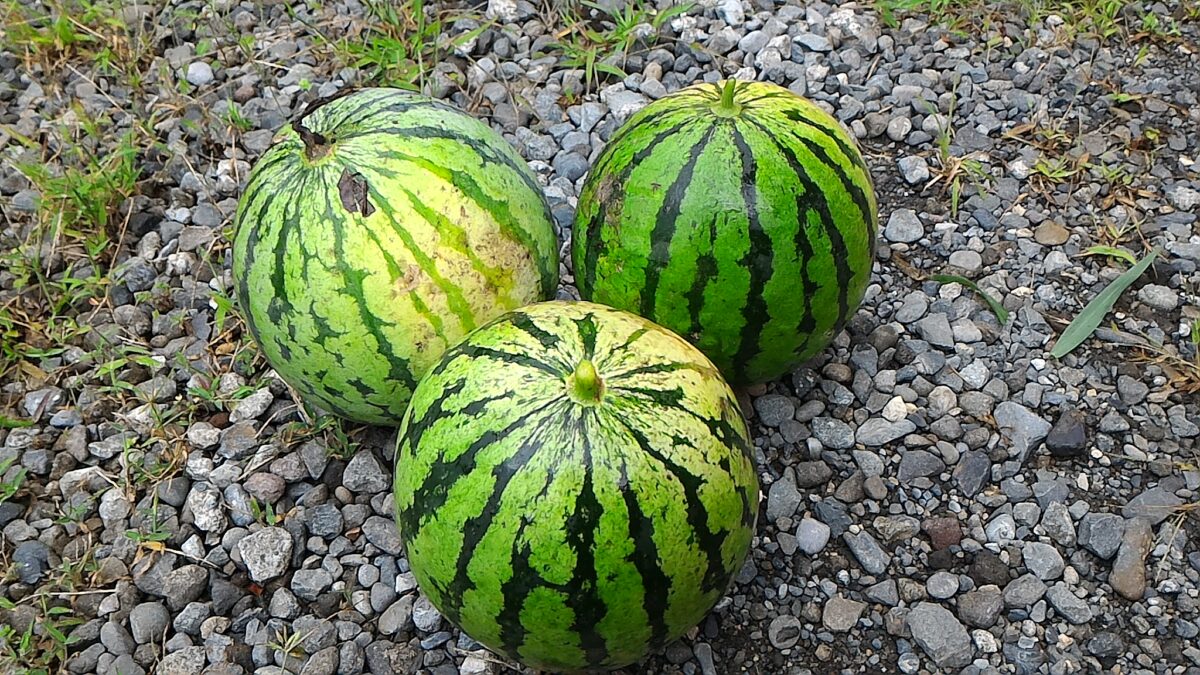 つる枯れですいかを収穫①（8月14日）