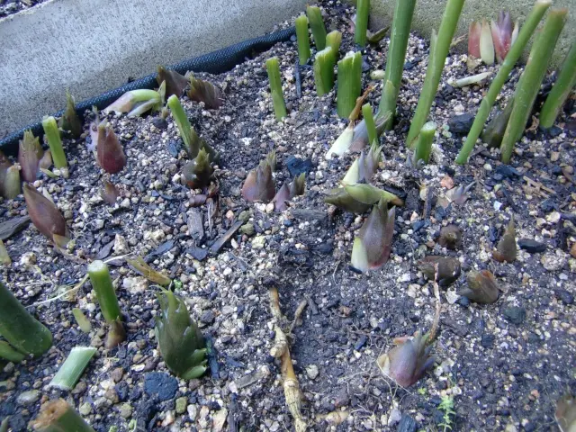 収穫前のみょうがの花蕾（つぼみ）