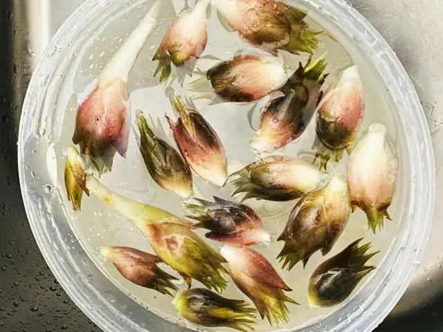 みょうがを水につけて冷蔵保存