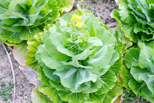 花が咲いた白菜