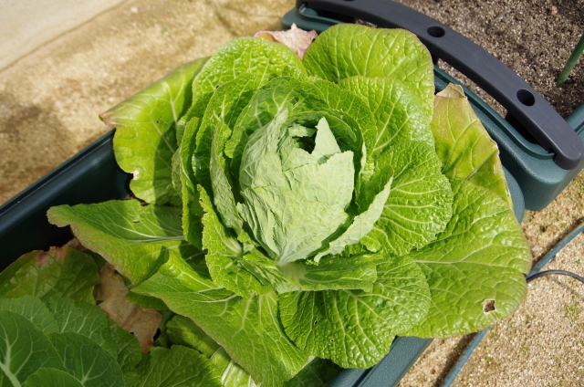 白菜のプランター栽培