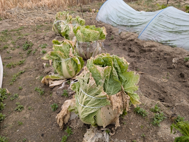 白菜の畑での冬越し