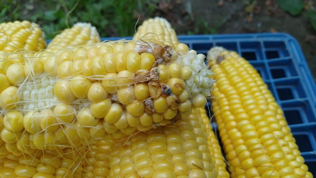 とうもろこしの害虫被害