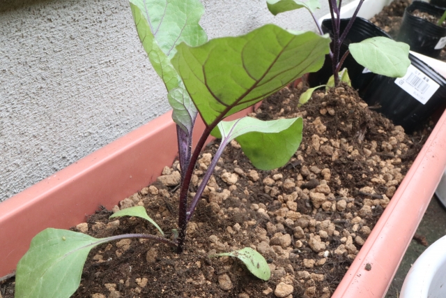 なすのプランター栽培