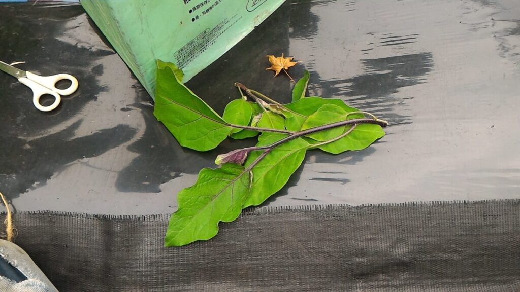なすのわき芽を取り除く