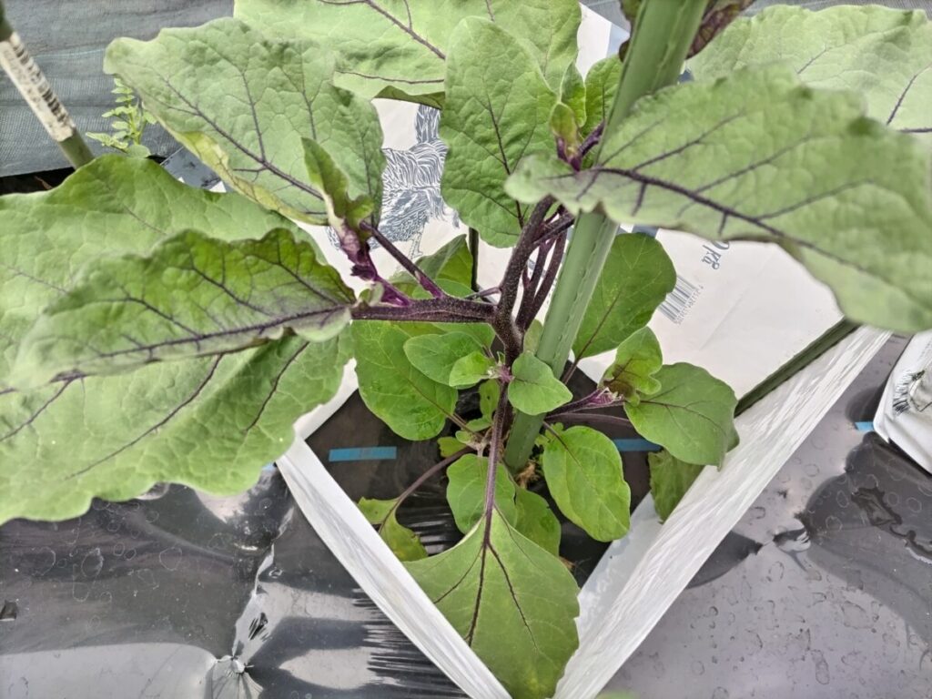 わき芽で込み合ったなすの苗