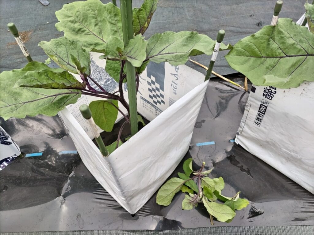混みあった脇芽・枝葉を取り除く