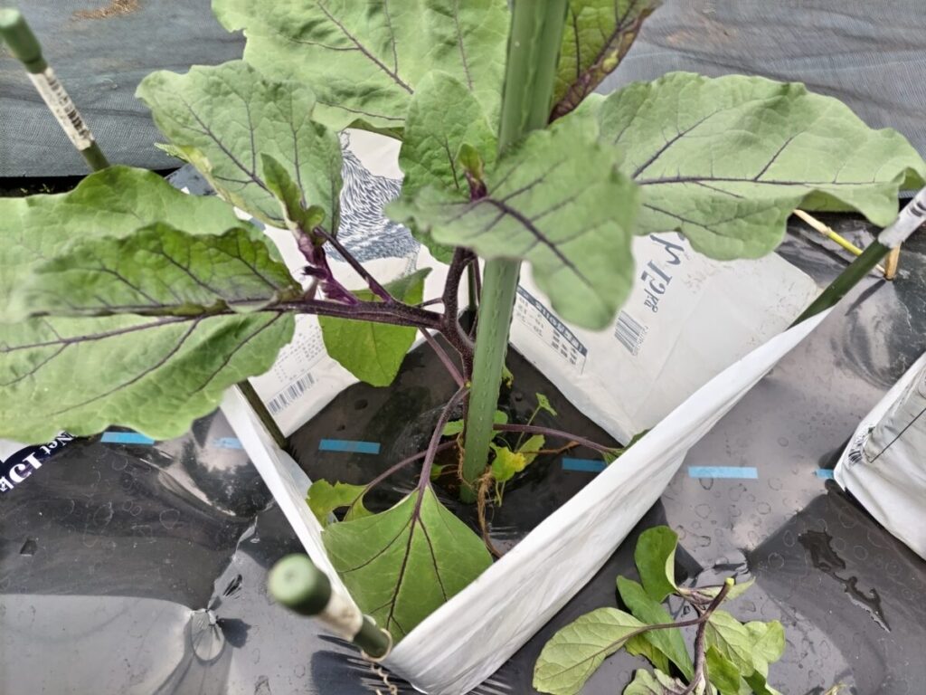 わき芽・枝葉除去後