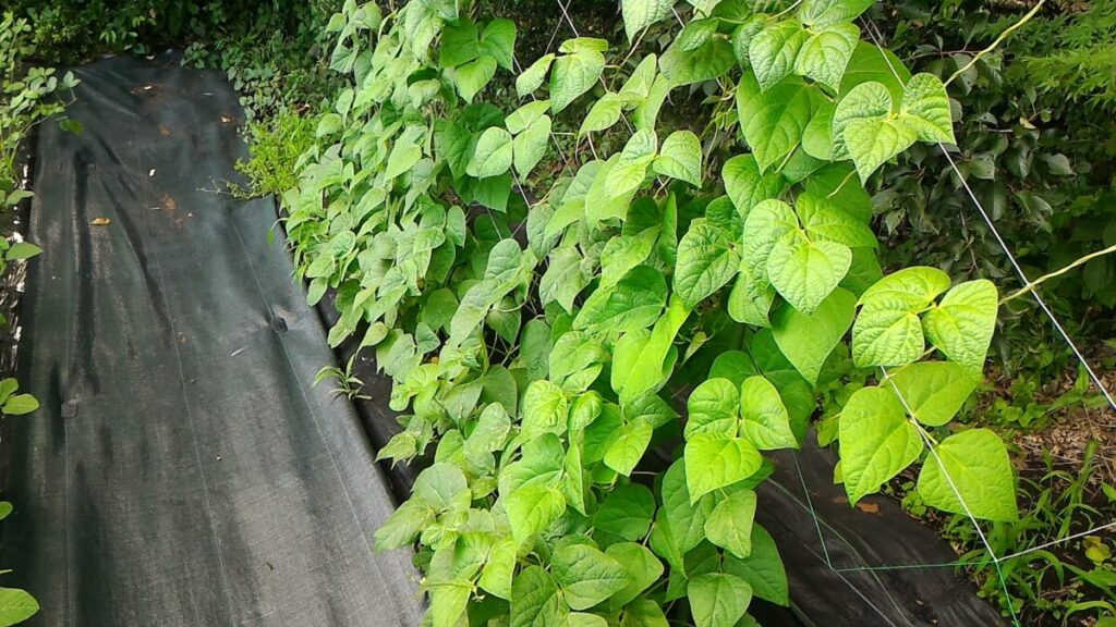 つるありいんげんの生育状況
