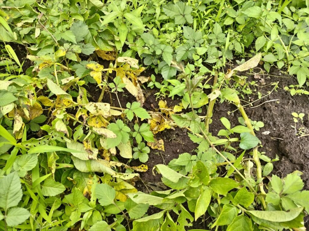 黄色く枯れ始めたじゃがいもの茎葉
