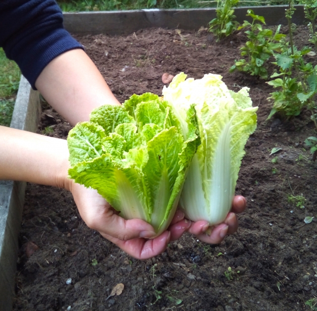 ミニ白菜