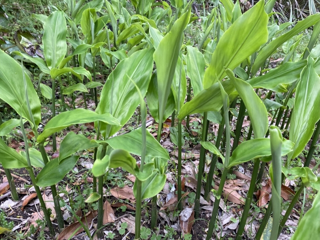 みょうがの地植え栽培