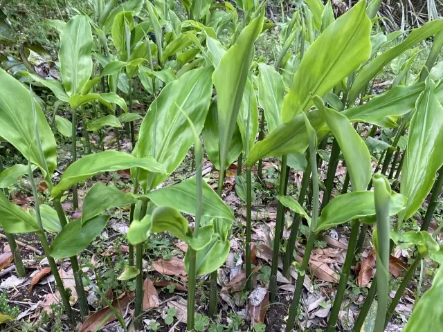 みょうがの地植え栽培