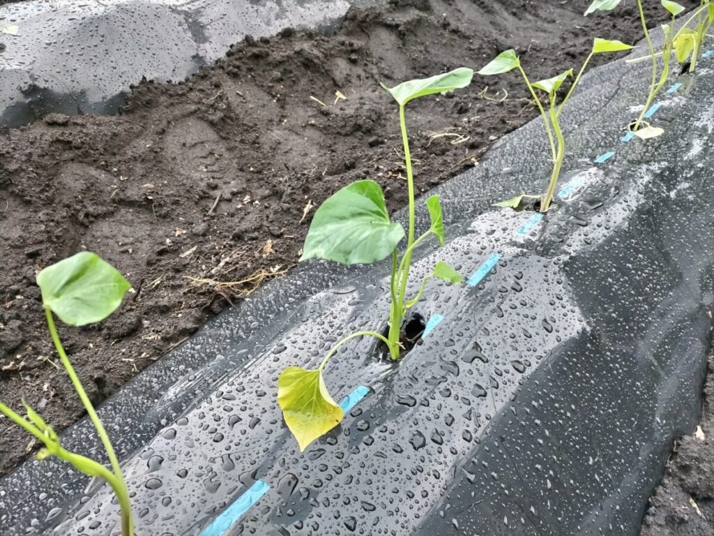 活着したさつまいも苗