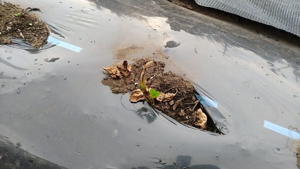 枯れてしまったさつまいも苗