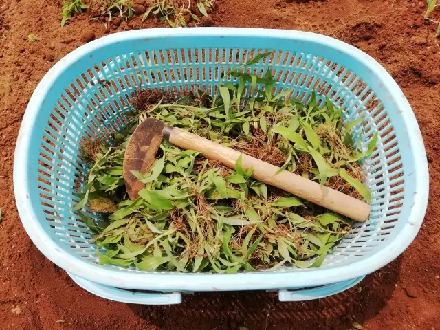 鎌
