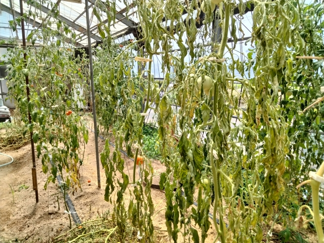 トマトの青枯れ病