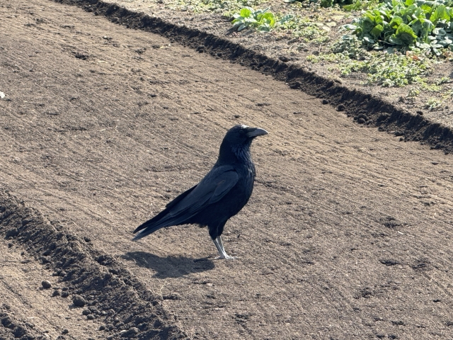菜園にいるカラス