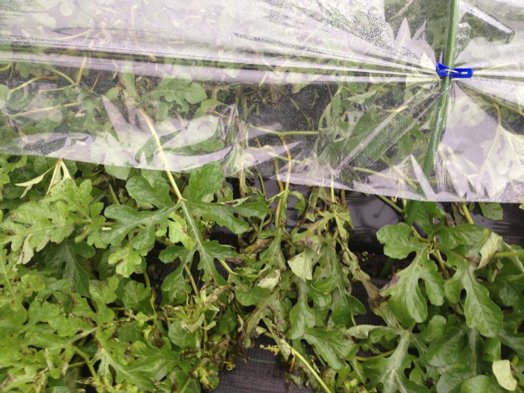 すいかのつる枯れ病