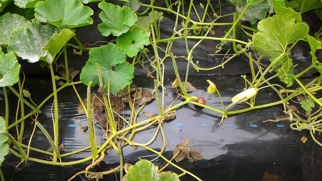 かぼちゃのうどんこ病の葉を除去①