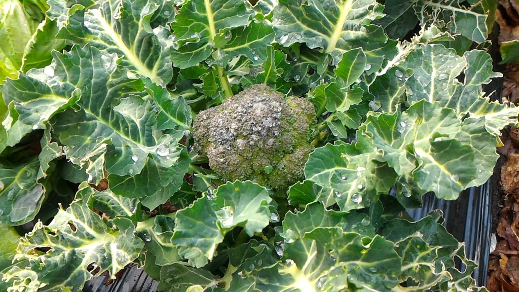 ブロッコリーの生育状況③(3月28日)