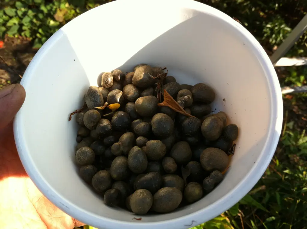 自然薯苗　むかご苗　大きさ不揃い10株　農薬不使用　自然栽培　根付き苗 自然薯苗 むかご苗 大きさ不揃い10株 農薬不使用 自然栽培