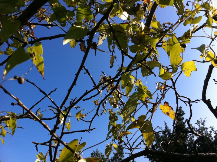 甘柿の木に絡まった山芋の蔓②