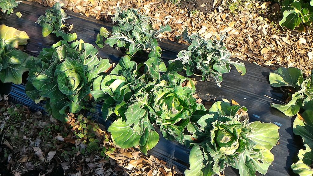 秋まき春どりキャベツの生育状況①(2月25日)