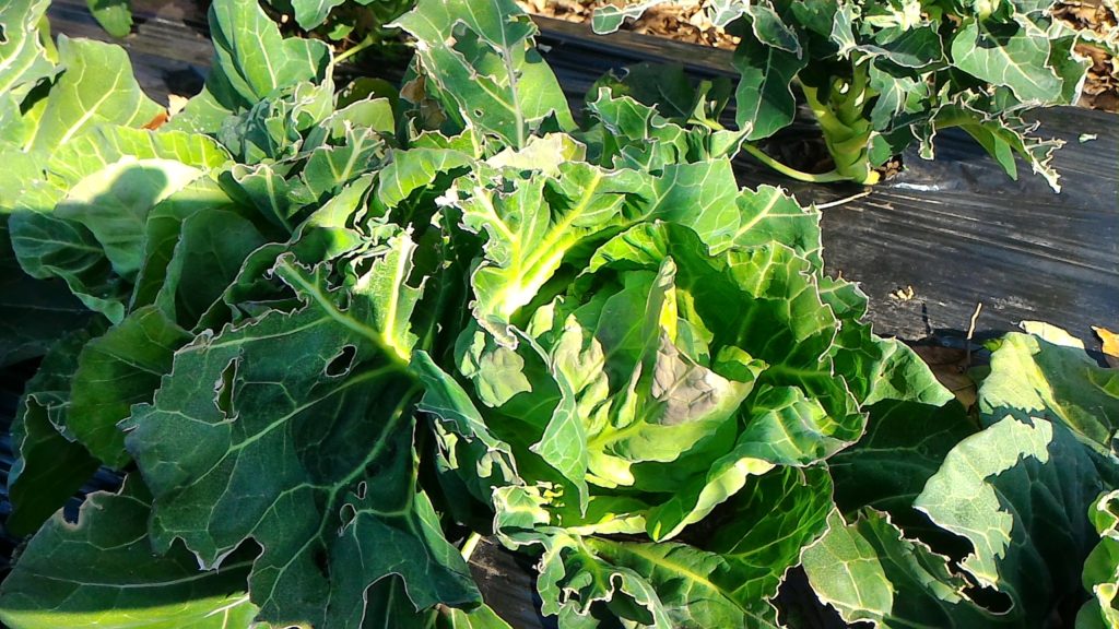 秋まき春どりキャベツの生育状況②(2月25日)