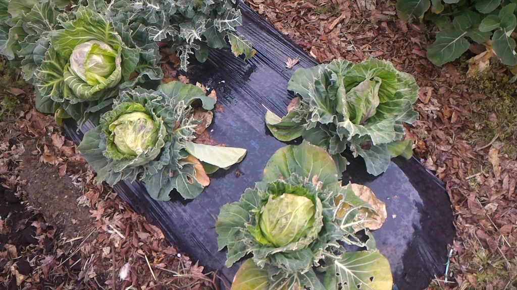 春の収穫前のキャベツ②(3月24日)