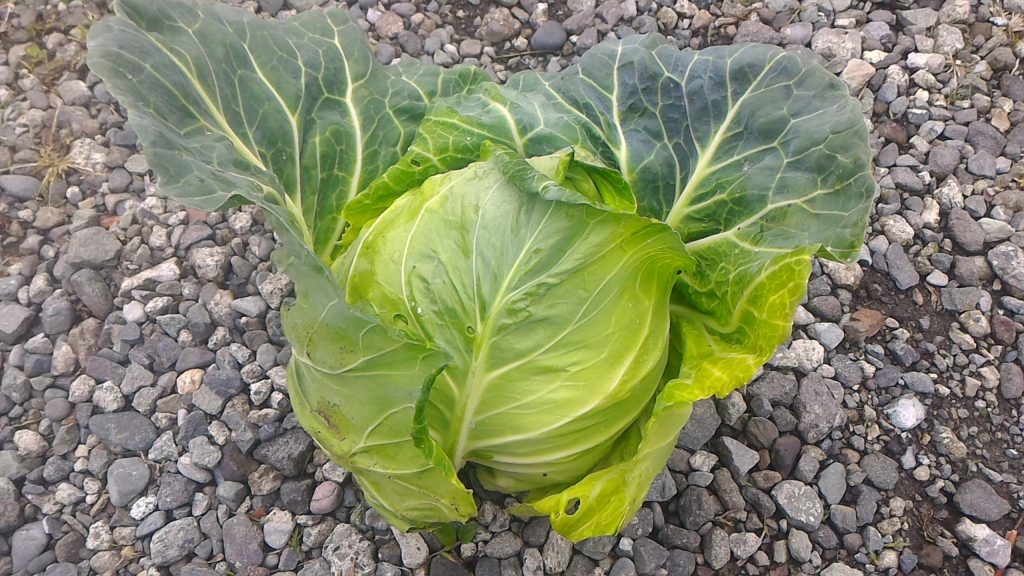 収穫後のキャベツ(5月10日)
